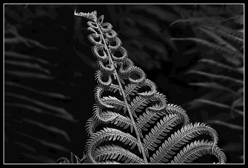 Unfurl Fern by Marlene Smith